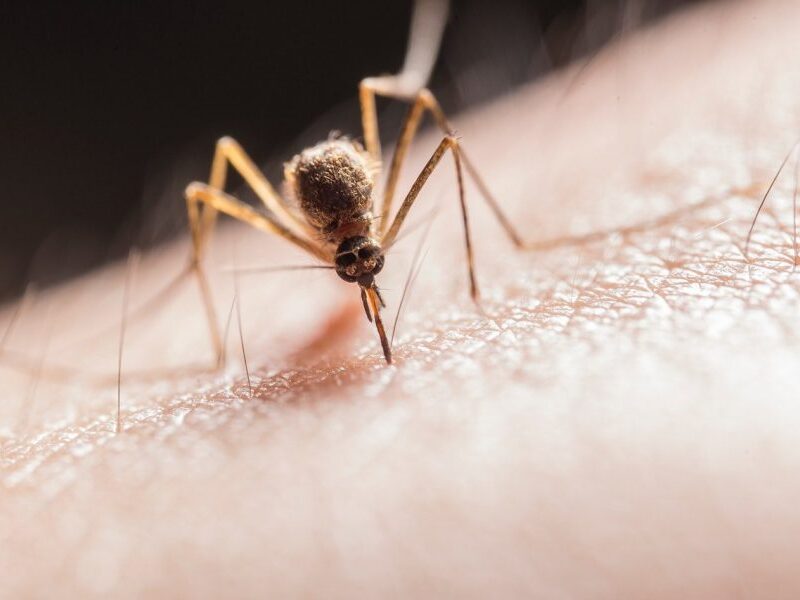 Κουνούπι ασθένειες