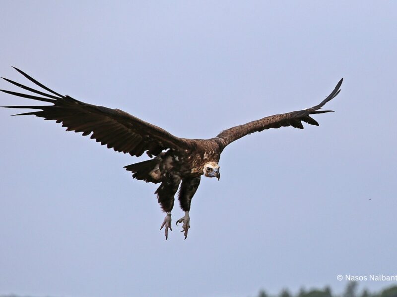 Μαυρόγυπας