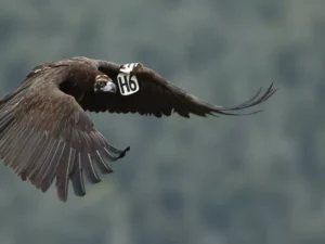 Μαυρόγυπας